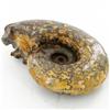 Image 2 : 2105ct Whole Fern Fossilized Ammonite (MIN-000035)