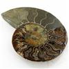 Image 1 : 1580ct Opalized Crystalized Lg Ammonite Cut Half (MIN-000014)