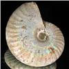 Image 2 : 175ct Opalized Ammonite Full Uncut (MIN-000264)