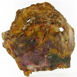 4835ct Vibrant Color Petrified Wood Cut Slab (MIN-000042)