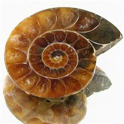 8.77ct Opalized Prehistor Ammonite Jewelry Half (GEM-30381)