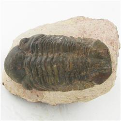 1250ct Fossilized Tribolite On Base Material (MIN-000234)