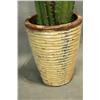 Image 2 : Saguaro cactus in pottery ridge pot