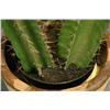 Image 3 : Saguaro cactus in pottery ridge pot