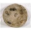 Image 1 : Trilobyte Fossil - Atlas Mountains N. Africa