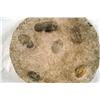 Image 3 : Trilobyte Fossil - Atlas Mountains N. Africa