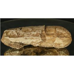 Mongolian Dinosaur Egg (Comp. Cast)