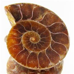 34.68ct Opalized Prehistor Ammonite Jewelry Half (GEM-30359)