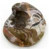 Image 1 : 315ct Fire Polished Fossilized Ammonite Whole (MIN-000019)