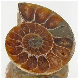 28.12ct Opalized Prehistor Ammonite Jewelry Half (GEM-30500)