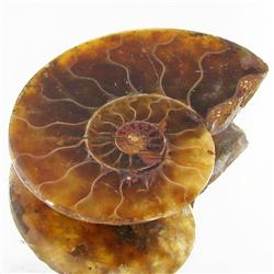 12.29ct Opalized Prehistor Ammonite Jewelry Half (GEM-30380)