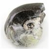 Image 1 : 290ct Fire Polished Fossilized Ammonite Whole (MIN-000024)