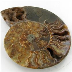 1435ct Opalized Crystalized Lg Ammonite Cut Half (MIN-000016)
