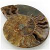 Image 1 : 1435ct Opalized Crystalized Lg Ammonite Cut Half (MIN-000016)