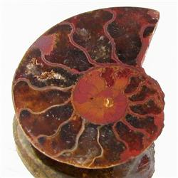 9.70ct Opalized Prehistor Ammonite Jewelry Half (GEM-30397)