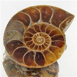 7.56ct Opalized Prehistor Ammonite Jewelry Half (GEM-30422)