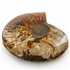 Image 1 : 1945ct Whole Opalized Crystalized Ammonite (MIN-000034)
