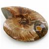 Image 2 : 1945ct Whole Opalized Crystalized Ammonite (MIN-000034)