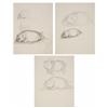 Image 1 : Charlotte's Web Drawings