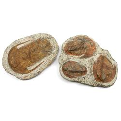 LARGE TRILOBITE FOSSIL GROUP OF 2