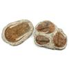Image 1 : LARGE TRILOBITE FOSSIL GROUP OF 2