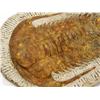 Image 2 : LARGE TRILOBITE FOSSIL GROUP OF 2