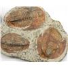 Image 3 : LARGE TRILOBITE FOSSIL GROUP OF 2