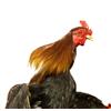 Image 2 : TAXIDERMY COCKFIGHTING DISPLAY