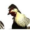 Image 3 : TAXIDERMY COCKFIGHTING DISPLAY