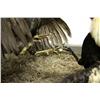 Image 4 : TAXIDERMY COCKFIGHTING DISPLAY