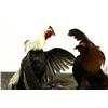 Image 5 : TAXIDERMY COCKFIGHTING DISPLAY