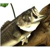 Image 3 : TAXIDERMY DISPLAY TWO LARGEMOUTH BASS IN HABITAT