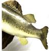 Image 4 : TAXIDERMY DISPLAY TWO LARGEMOUTH BASS IN HABITAT
