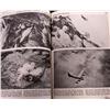 Image 4 : THE PICTORIAL HISTORY OF THE SECOND WORLD WAR