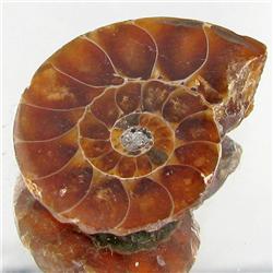 23.01ct Opalized Prehistor Ammonite Jewelry Half (GEM-30479)