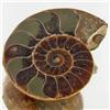 17.56ct Opalized Prehistor Ammonite Jewelry Half (GEM-30507)