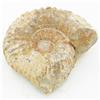 Image 1 : 1455ct Fossilized Natural Ammonite (MIN-000248)