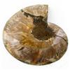 Image 2 : 1910ct Opalized Crystalized Lg Ammonite Cut Half (MIN-000006)