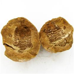 835ct Natural Tribolite Fossil Uncleaned In Nodule (MIN-000214)