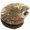 19.05ct Opalized Prehistoric Ammonite  (GEM-31277)