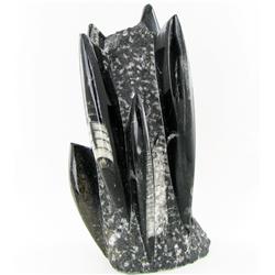 5695ct Orthoceras Fossil Cluster (MIN-000050)