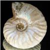 Image 1 : 155ct Opalized Ammonite Full Uncut (MIN-000268)
