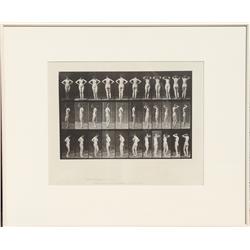 Eadweard Muybridge, Animal Locomotion, plate 531, Collotype