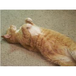 WE ARE ACCEPTING CONSIGNMENTS FOR OUR NEXT AUCTION, CALL 818-564-5556 TO SELL OR CONSIGN OR E MAIL T