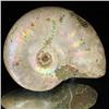 65ct Opalized Ammonite Full Uncut (MIN-000254)