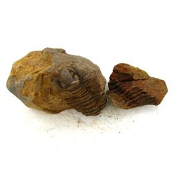 780ct Natural Tribolite Fossil Uncleaned In Nodule (MIN-000196)