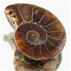 7.36ct Opalized Prehistor Ammonite Jewelry Half (GEM-30391)