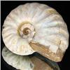 Image 1 : 115ct Opalized Ammonite Full Uncut (MIN-000257)