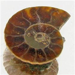 5.64ct Opalized Prehistor Ammonite Jewelry Half (GEM-30448)
