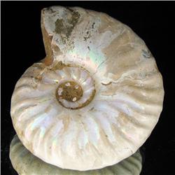 155ct Opalized Ammonite Full Uncut (MIN-000268)